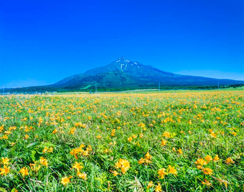 【群馬県内発】 往復・稚内空港利用！花のベストシーズンに行く利尻・礼文・稚内３日間　花ガイドとめぐる花の楽園（利尻・礼文島の温泉に２泊）1