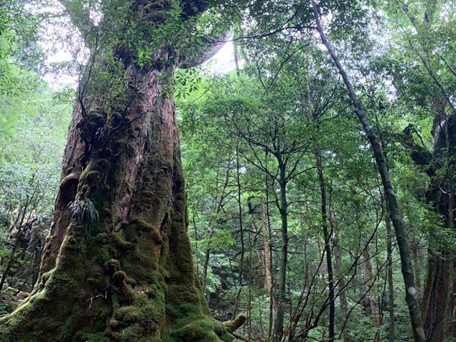 ■往復航空機利用！体力に自信がなくても気軽に屋久島ならではの自然をお楽しみいただける【ガイドと行く★白谷雲水峡(午前半日)トレッキング付き】　1泊2日1