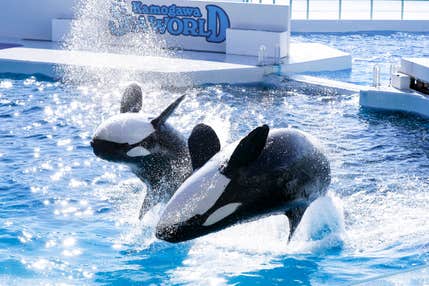 【JR西船橋・船橋競馬場発】海の世界との出会い！鴨川シーワールドを満喫＜コースNo.26-1047-A＞（京成トラベル）