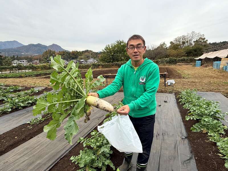 【銚子・旭・匝瑳発】 紅葉の河口湖もみじ回廊と風物詩・枯露柿の里　恵の秋「無農薬大根堀り体験と焼きたて焼き芋・富有柿２パック８個お土産付」　日帰り3