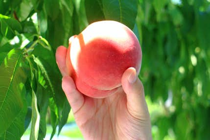 『山梨の桃を食べ尽くし！桃づくし９ポイント！桃２箱お持ち帰り＆桃狩り40分食べ放題』【千葉　出発】