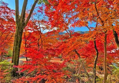 復活のもみじ園 十可苑とイチョウが映える黄金色の世界と秋バラの宴と贅沢な海鮮よくばりランチ
