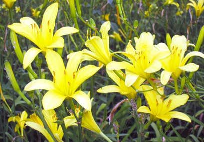 幻想的なゆうすげ群生と呼子活イカ料理