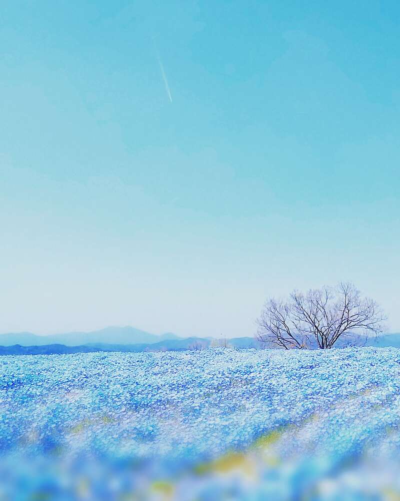 【高知県内発】 世羅・花夢の里「芝桜とネモフィラの丘」と八天堂カフェリエde読売旅行オリジナルブッフェランチ　日帰り2