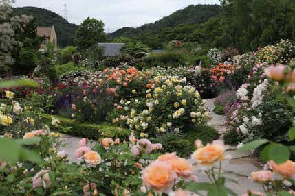 【富山県内発】 豊臣兄弟！ 北近江長浜 大河ドラマ館　と　 まるで絵画のような美しさ～「ローザンベリー多和田」のイングリッシュガーデン　春のバラ観賞～　日帰り