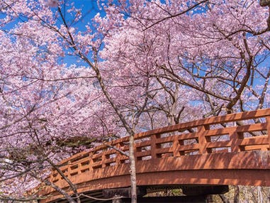 中部発　日帰り　高遠小彼岸桜で有名な城址公園散策