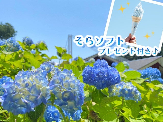 ■【静岡・神奈川】季節彩る素敵旅♪13,000株のあじさいが彩る「三島スカイウォーク」＆季節の花々と輝くクリスタルガラスの競演「箱根ガラスの森美術館」♪昼食はバイキング食べ飲み放題！2