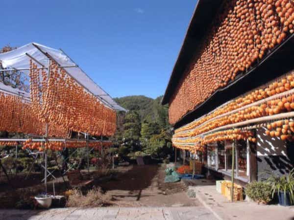 【東京都内発※町田を除く】 紅葉の河口湖もみじ回廊と風物詩「枯露柿の里」 恵の秋「ほくほく焼じゃが・大根堀り体験・選べるお土産セット付」　日帰り2