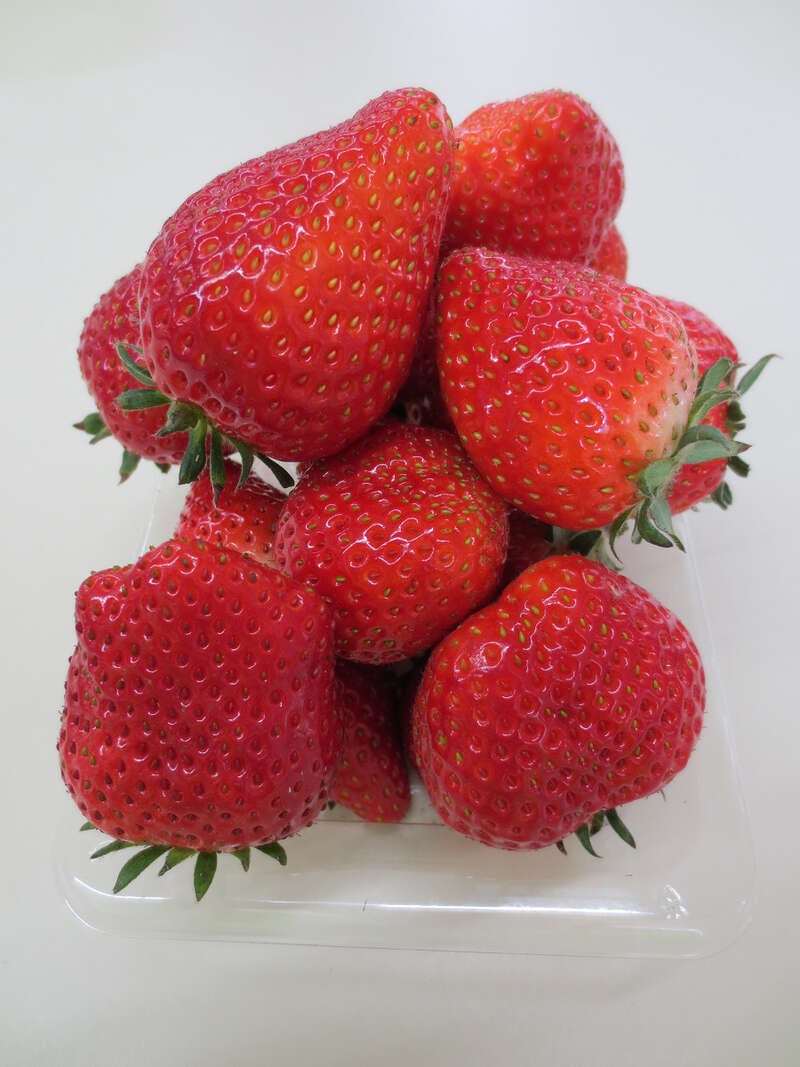 【群馬県内発】 どどーんと国産メロン1玉＆いちご1パック詰め放題　ラストいちご狩り・花の祭典ミステリー 日帰り1