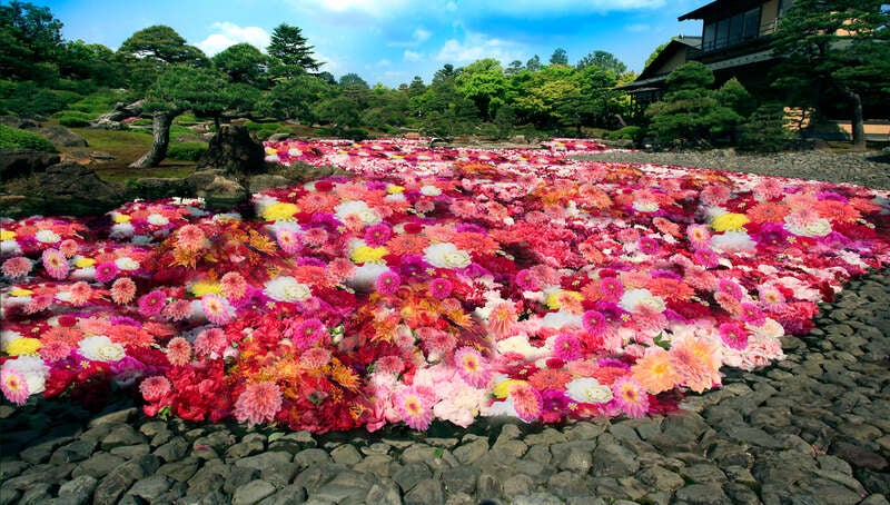 【岡山・倉敷発】 池泉天竺牡丹と足立美術館　日帰り1