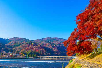 【新横浜・小田原発】 京都紅葉・嵐山と世界遺産天龍寺　日帰り1