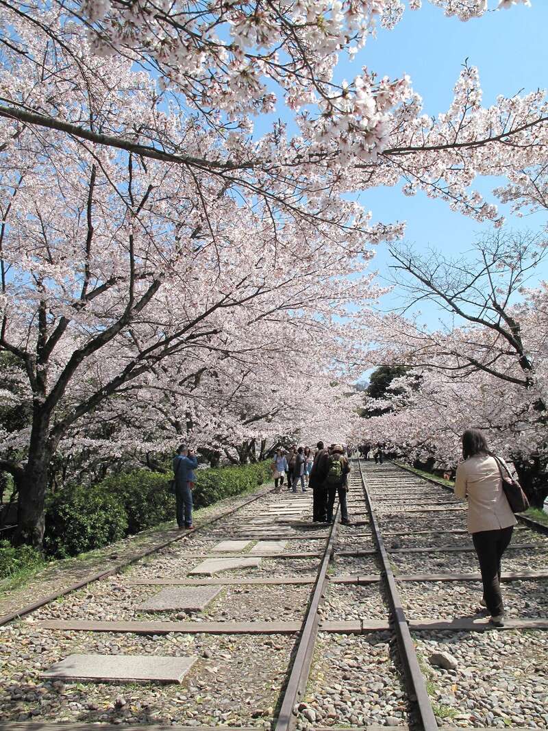 【静岡・新富士・三島発】 桜のトンネル嵯峨野トロッコ列車・東寺夜桜ライトアップ 春爛漫　桜の京都10景めぐり　３日間3