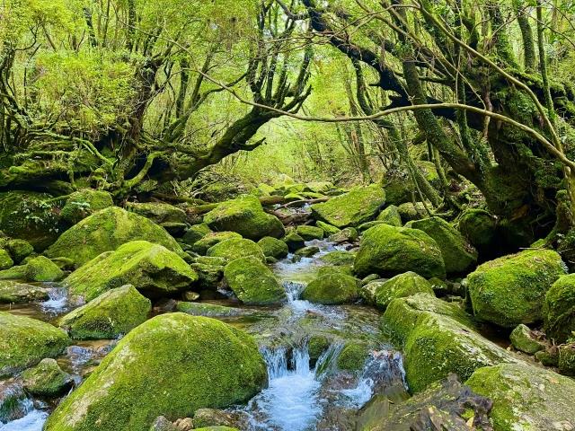 ■≪楽々！”頑張らない屋久島”苔むす渓谷のお散歩ツアー付き！(午後)≫年齢制限なし！頑張らなくても苔むす岩と渓流に出会える！カメラマンが秘密のスポットへご案内☆航空機+高速船利用 屋久島　3泊4日2