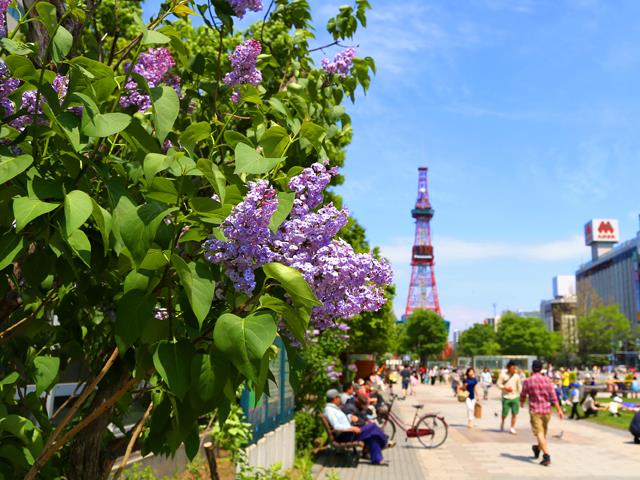 ■【新千歳空港⇒旭川空港】人気の「富良野・美瑛」はもちろん、周辺の札幌・旭川・トマムへの周遊旅行にもおすすめ！富良野・旭川・トマム・層雲峡・札幌・小樽ホテルチョイス4泊5日（レンタカー付）2