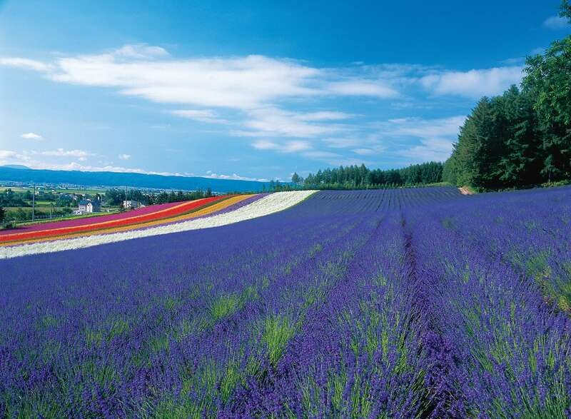 【札幌駅南口発】 ふらの３つの花めぐりと 富良野メロンご賞味（日帰り）1