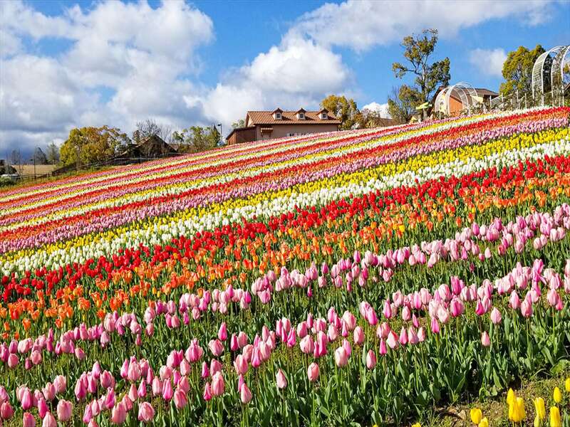 【和歌山県内発】 年度末決算市　ハーベストの丘ランチバイキング＆あま～いいちご狩り食べ放題　日帰り2