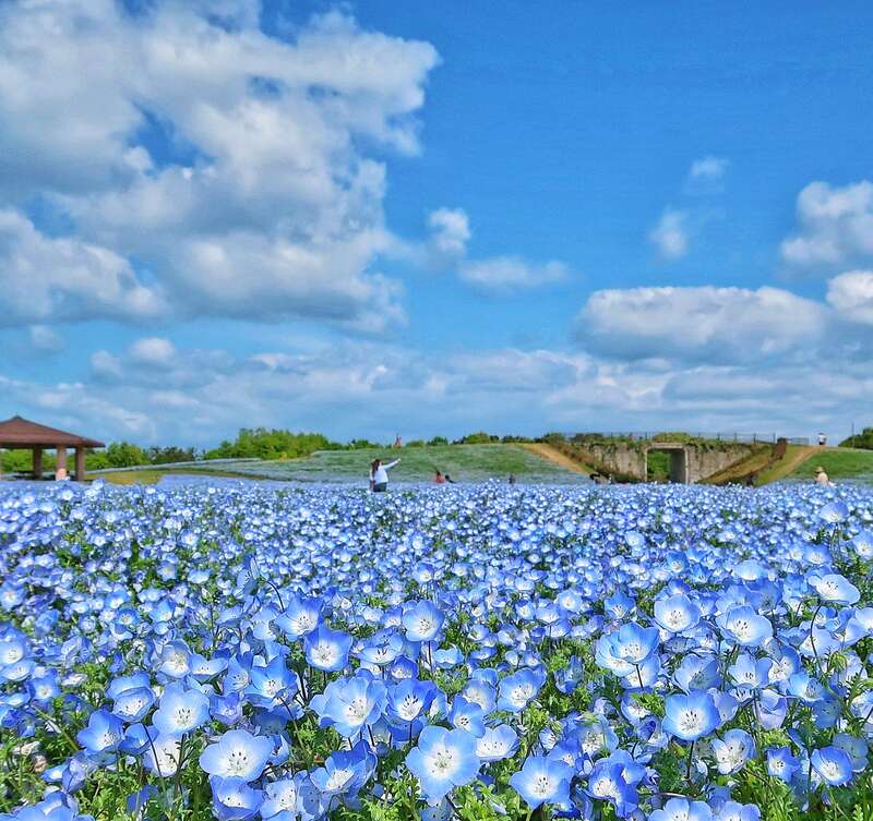 【佐賀・神埼・目達原・中原・鳥栖発】 ホテル日航福岡優雅に過ごすランチタイムと海の中道海浜公園ネモフィラ咲くブルーの楽園　日帰り1