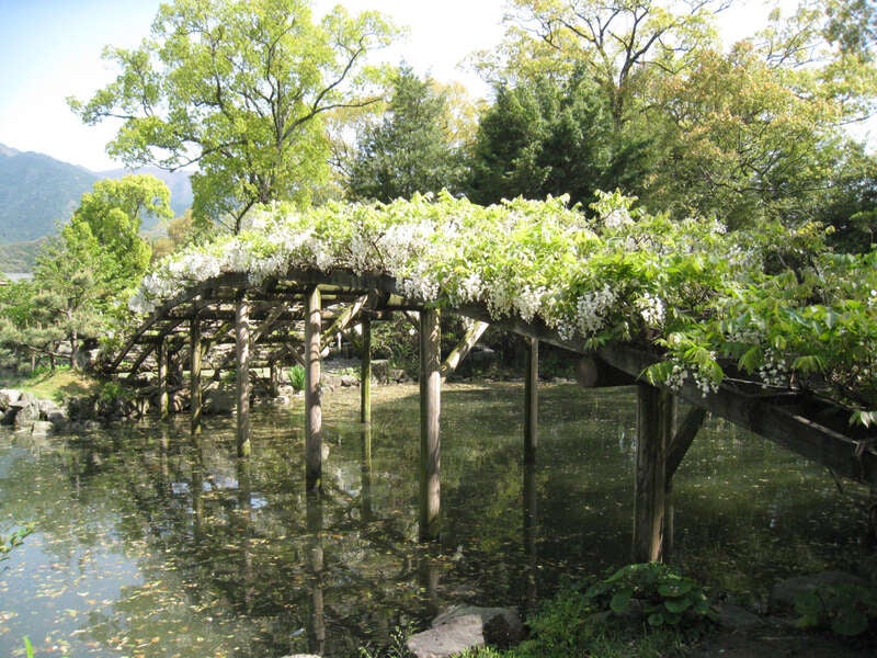 【愛媛県内発】 宇和島伊達家ゆかりの天赦園を彩る「白玉藤」と真鯛料理ビュッフェ　日帰り1