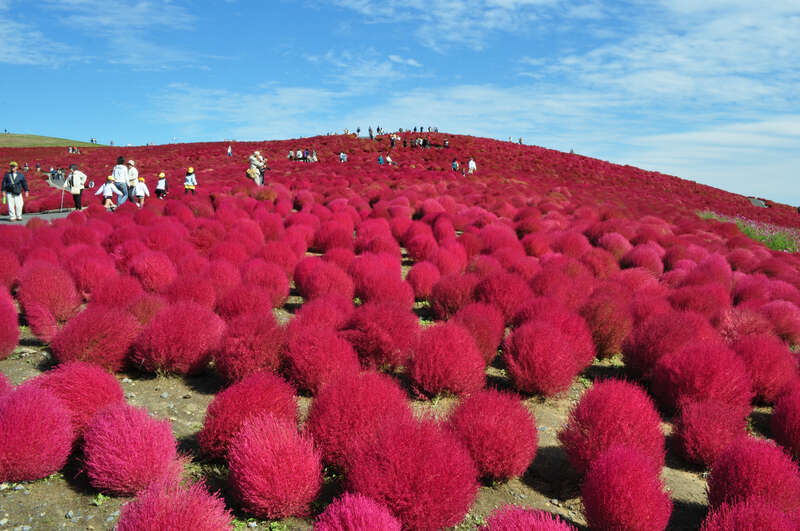 【東京都内発※町田を除く】 よみうりツアー初登場！地元で人気の茨城県食材たっぷり☆ シェフの手づくり洋食・デザートビュッフェ ぽこぽこ「コキア」と人気の漁港「那珂湊おさかな市場」 ♦うれしい！食べごろ茨城県産ホクホク焼いも１本付き♪ 日帰り1