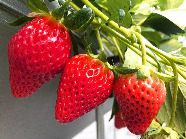 ■【静岡】ゆったり出発！冬の美味を満喫！「浜焼き食べ放題」×「いちご狩り食べ放題」＆静寂に包まれる修善寺温泉街をのんびり散策♪2