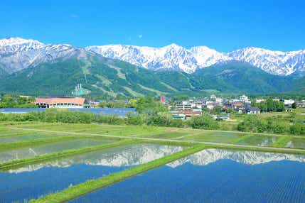 【奈良ルート発】 標高約1800ｍ！白馬山麓みずばしょうウォークと信州さくらんぼ狩り食べ放題２日間