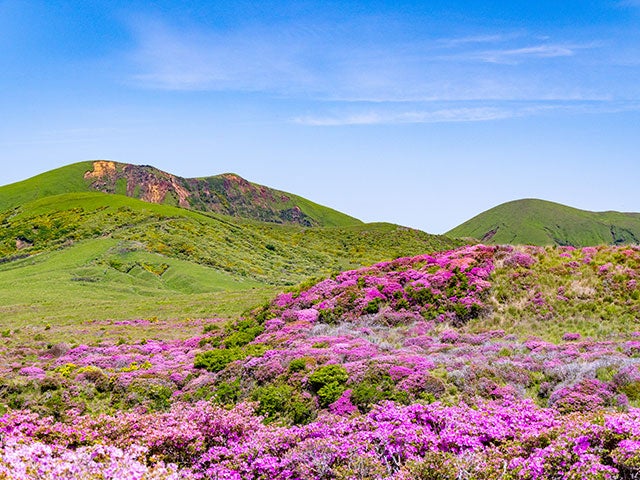 【名古屋発】■２０２６年５月２６日（火）■（個室）さんふらわあ号で行くミヤマキリシマ咲く「くじゅう連山」と「阿蘇・烏帽子岳」　２泊３日　♪名鉄の泊りハイキング1
