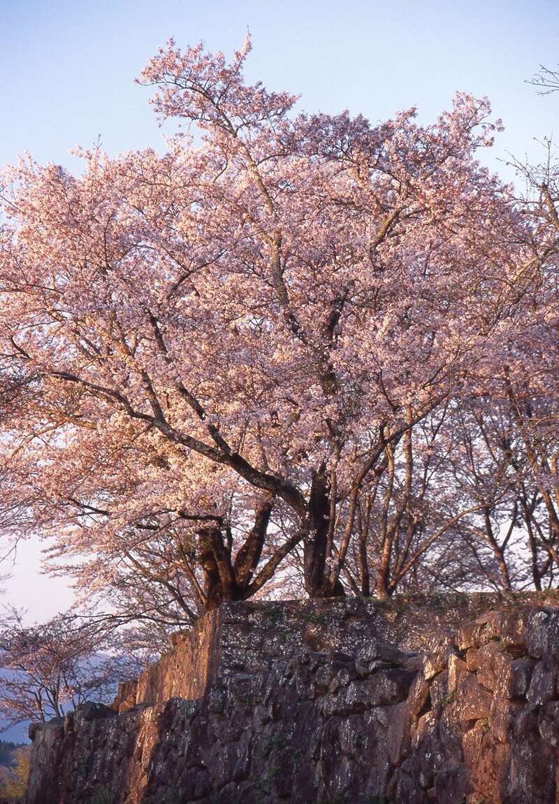 【新大阪・新神戸・岡山・広島駅発】 桜花爛漫！福岡・大分・熊本５つの桜めぐりと黒川温泉、原尻の滝、久住高原、阿蘇温泉3日間2
