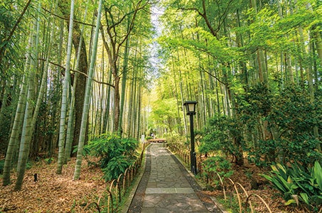 大型バスでは行けない秘境寸又峡ウォーキングと秋色の伊豆・静岡をめぐる3日間　2泊ともベッドのある当社基準Aランクホテルにご宿泊2