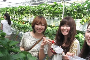 いちご狩り食べ比べと桔梗屋信玄餅詰め放題ツアー2