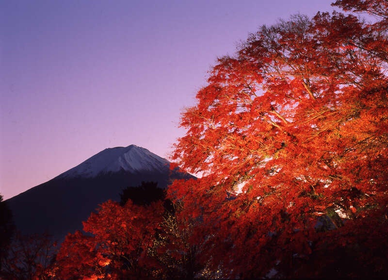 【山形県内発】 富士河口湖紅葉まつり「もみじ回廊ライトアップ」と 紅葉に染まる箱根ガラスの森美術館「クリスタル・ガラス 光の回廊」（2日間）1