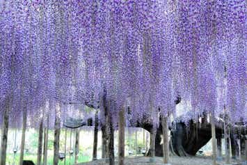 【千葉県内発】 幻想的な世界一の藤 『あしかがフラワーパーク』 果実畑の隠れ家レストラン「いちごの里・いちご一会」ランチブッフェ　日帰り