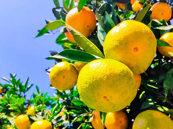 『2食付き!伊豆秋の絶景2景&ミカン狩り食べ放題 約1,000本の紅葉「修善寺もみじ林」&富士望む三島スカイウォーク』【多摩センター 出発】1