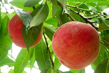 【横浜・たまプラ発】初夏の贅沢さくらんぼ＆芳醇メロン食べ放題と５種のスイーツ食べ放題！と大人気の桃狩りも食べ放題！のミステリー！さらに日帰り３食付き旅フルコース！2