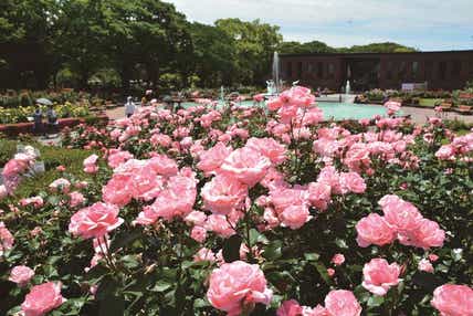 【下関・新下関発】祝！開園70周年を迎える４つのバラ園と清水本坊庭園青葉めぐり　日帰り