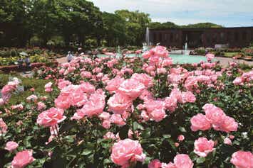 【下関・新下関発】祝！開園70周年を迎える４つのバラ園と清水本坊庭園青葉めぐり　日帰り