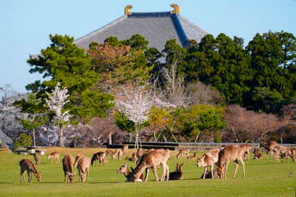 【名古屋駅・岐阜羽島駅発】JRと近鉄特急で行く! 第78回 正倉院展 と 秋色の奈良公園散策 日帰り