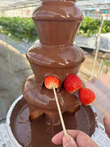 【大宮・南越谷発】<WEB限定企画>甘党歓喜!チョコレートファウンテン付き8種いちご狩り食べ放題 幻想的なよみうりランドのジュエルミネーション 日帰り