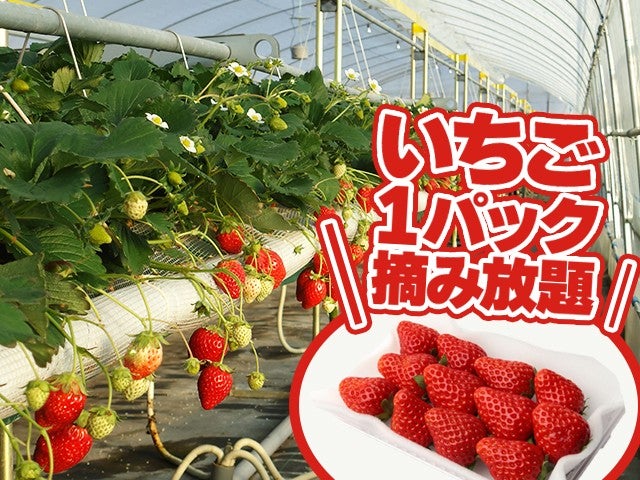 ■【栃木】＜10日間限定＞いちご爆盛りに挑戦！？【いちご1パック摘み放題×いちご狩り食べ放題】＆抹茶専門店の濃厚な「お濃茶パフェ」＆宇都宮餃子ランチ＆世界遺産「日光散策」♪

1