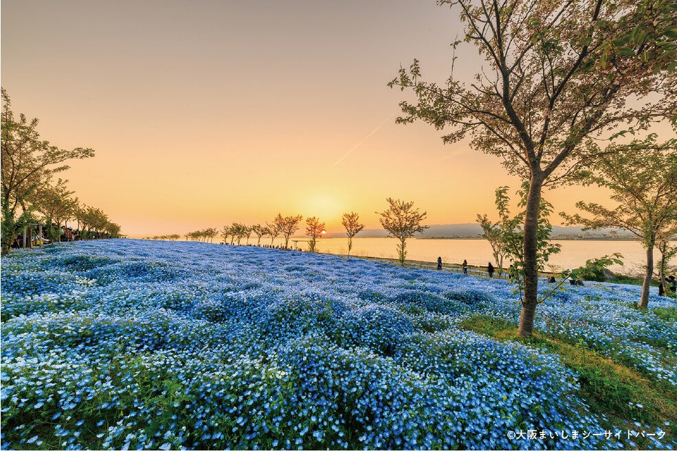 ＜大阪・奈良＞舞洲100万本のネモフィラ祭りと春日大社砂ずりの藤＆豊臣秀長ゆかりの地 大和郡山 ドラマ館ご見学【緑が丘・西神中央・明石出発】1