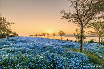 ＜大阪・奈良＞舞洲100万本のネモフィラ祭りと春日大社砂ずりの藤＆豊臣秀長ゆかりの地 大和郡山 ドラマ館ご見学【緑が丘・西神中央・明石出発】