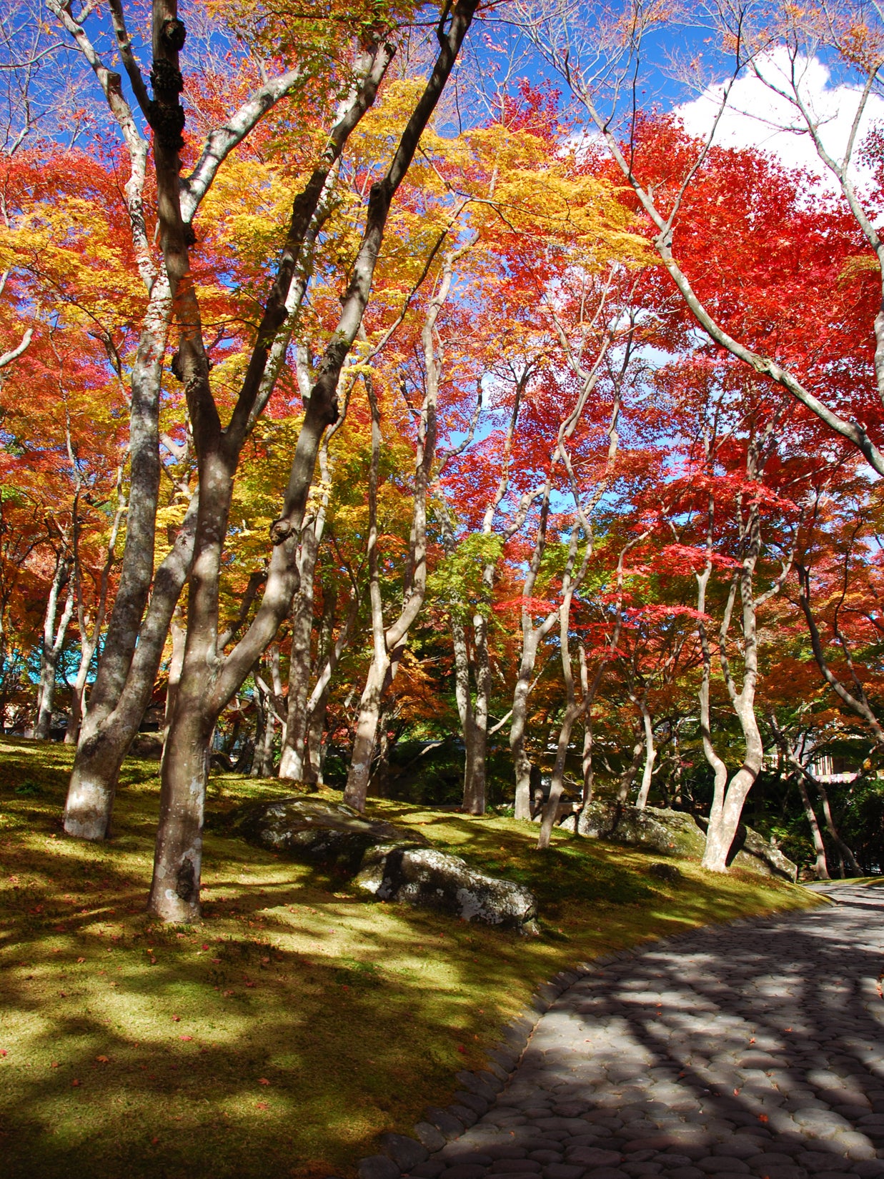 鳳凰の旅【京成船橋発】リニューアルオープン！箱根美術館・秋色の神仙郷・旧吉田茂邸ガイド見学＜コースNo.26-1117＞（京成トラベル）2