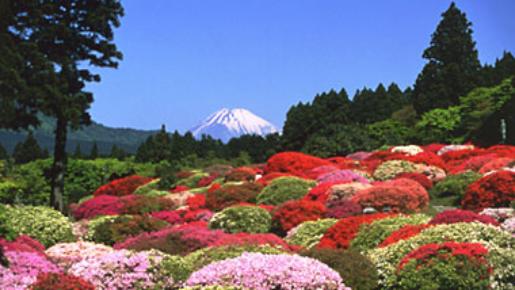 ＜Web割対象商品＞【キングツアーバス旅】箱根つつじ 山のホテル　飲み放題付きランチビュッフェ＆シーズンラストいちご狩り〔府中・調布発〕2