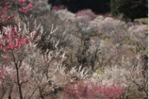 【春日井車庫・小牧発】＊１泊４食付＊『河津桜まつり　伊東温泉（ホテル暖香園泊）』2