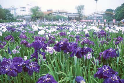 【宮城県内発】 水郷潮来あやめ宵の嫁入りと　生ビール飲み放題！屋形船で霞ヶ浦夕涼みクルーズ　2日間
