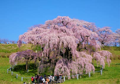 【大宮駅発】 往復新幹線利用！人気駅弁付！「さくらの名所100選」三春の滝桜と鶴ヶ城公園1,000本の桜 　春風誘う南会津「大内宿」