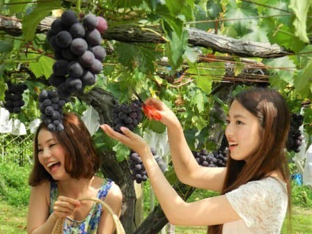 中部発　日帰り　太陽のぶどう１房狩り＆涼菓食べ歩き！涼を感じるミステリーツアー＜JAMJAM TOUR＞1