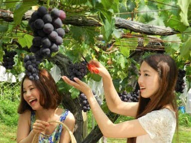 中部発　日帰り　太陽のぶどう１房狩り＆涼菓食べ歩き！涼を感じるミステリーツアー＜JAMJAM TOUR＞