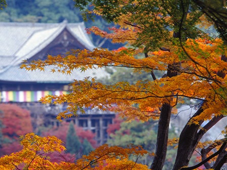 中部発 日帰り そうめん発祥の地を訪れる 花の御寺・長谷寺と女人高野・室生寺の紅葉めぐり＜JAMJAM TOUR＞3