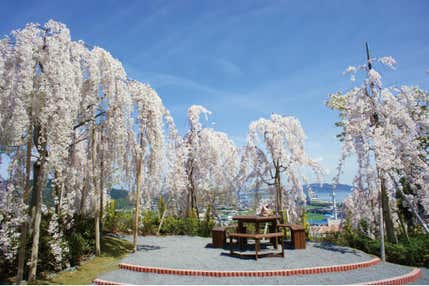 <徳島>花見山鳴門しだれ桜の丘と眉山1500本のソメイヨシノ【緑が丘・西神中央・明石出発】
