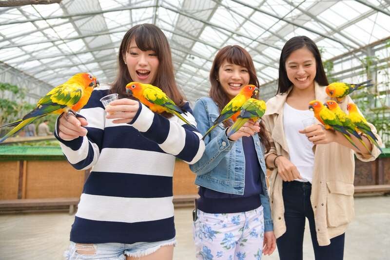 【静岡県内発】 花々に囲まれたクリスマスを♪約100万球のはままつフラワーパークイルミネーション・花いっぱいの楽園「掛川花鳥園」とうなぎパイファクトリー3